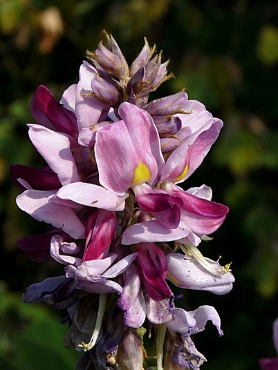 {Pueraria montana var. lobata}